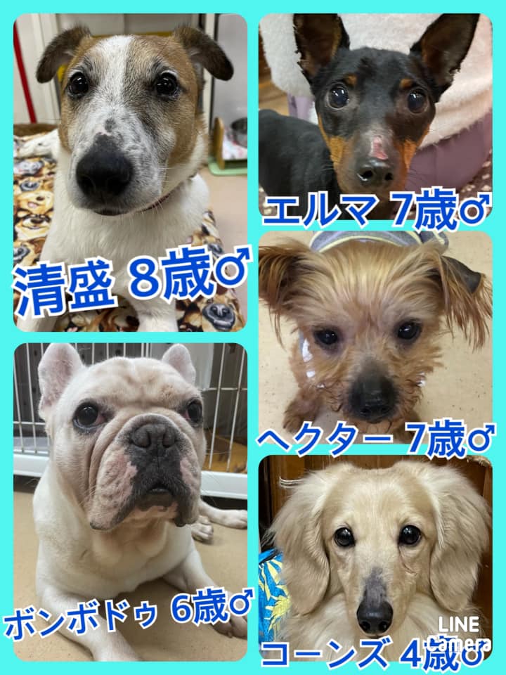 🐾今日の里親様募集中ワンコ🐶メンバーです🐾2021,4,27